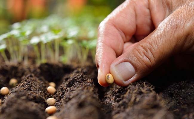 Sensational Seeds